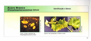 Ácaro Branco
(Polvphagotarsonemus latus)
Ovos, ninfas e aduttos de
Potyphagotarsonemus tatus
37
Identificação e Danos
Danos nas brotações e folhas novas
 