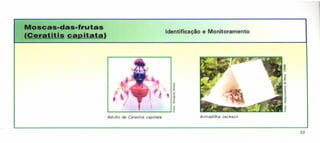 Moscas-das-frutas
(Ceratitis capitata)
Identificação e Monitoramento
'"
~
;j'
'"
'c
'"
Z
iil
i:i
L- ..:.... ...J ~
Adulto de Ceretitis capitata
39
Armadilha Jackson
 