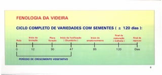 .---------------------- ----------- ---------------,
FENOLOGIA DA VIDEIRA
CICLO COMPLETO DE VARIEDADES COM SEMENTES ( + 120 dias ):
Final de
Início da Plena Início da frutificação Início de maturação Final de
Poda brotação floração ( Chumbinho ) amadurecimento ( Colheita) repouso
I I I I I I I
O 12 30 47 85 120 Dias
I I
PERíODO DE CRESCIMENTO VEGETATIVO
6
 