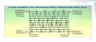 ESQUEMA EXPERIMENTAL PARA AMOSTRAGEM DE PRAGAS E DOENÇAS EM UMA PARCELA DE UVA
Entrada do
amostrador
Entrada na
1a semana
Saída do
amostrador
_J
7
 