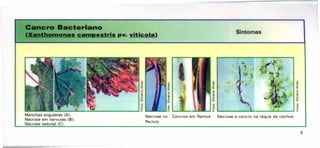 ero Beetarlano
UI_dllQIDIlDU camp •• trls pv. viticola)
Sintomas
'"
"
>
«
.•
'~
2
Vi
;;
o
...;;;.-_ ...•..._-~-----_
....•~
Manchas angulares (A);
Necrose em nervuras (B);
Necrose setorial (C).
'"
"
>
«
.•
'c
.•
2
Vi
;;
B
~~------~~----~--~
Necrose no Cancros em Ramos Necrose e cancro na ráquis de cachos
Pecíolo
'"
,. e
>
«
"
'c
.•
2
Vi
;;
o
~
9
 