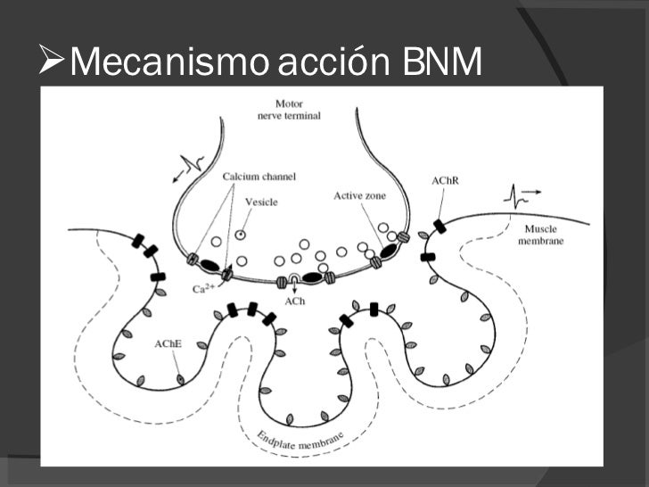 Monitoreo Relajantes Musculares