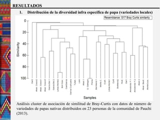 Análisis cluster de asociación de similitud de Bray-Curtis con datos de número de
variedades de papas nativas distribuidos en 23 personas de la comunidad de Pauchi
(2013).
RESULTADOS
1. Distribución de la diversidad infra específica de papa (variedades locales)
 