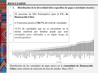 Distribución de las variedades de papa nativa en la comunidad de Huancacalla
Chico como criterio de selección de área de estudio. Mayo 2013
28 encuestas de SIG Participativo para la CC. de
Huancacalla Chico
n=9 personas poseía el 84,7% del total de variedades
15,3% de variedades que no se encuentran en la
misma similitud por familias puede que sean
variedades poco cultivadas o en algún riesgo de
erosión genética
RESULTADOS
1. Distribución de la diversidad infra específica de papa (variedades locales)
 