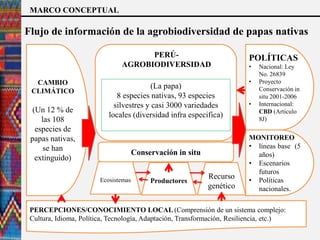 MARCO CONCEPTUAL
Conservación in situ
(La papa)
8 especies nativas, 93 especies
silvestres y casi 3000 variedades
locales (diversidad infra especifica)
PERÚ-
AGROBIODIVERSIDAD
Ecosistemas Productores
Recurso
genético
CAMBIO
CLIMÁTICO
(Un 12 % de
las 108
especies de
papas nativas,
se han
extinguido)
PERCEPCIONES/CONOCIMIENTO LOCAL (Comprensión de un sistema complejo:
Cultura, Idioma, Política, Tecnología, Adaptación, Transformación, Resiliencia, etc.)
POLÍTICAS
• Nacional: Ley
No. 26839
• Proyecto
Conservación in
situ 2001-2006
• Internacional:
CBD (Articulo
8J)
MONITOREO
• líneas base (5
años)
• Escenarios
futuros
• Políticas
nacionales.
Flujo de información de la agrobiodiversidad de papas nativas
 