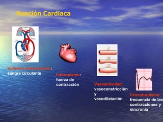 Función Cardiaca   Cronotropismo:  frecuencia de las contracciones y sincronía Volumen Intravascular :  sangre circulante Inotropismo :  fuerza de  contracción Vasoactividad:   vasoconstricción  y  vasodilatación 