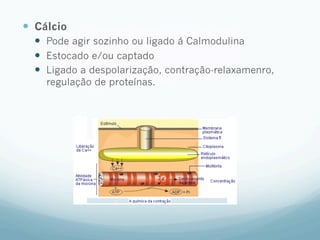 —  Cálcio
—  Pode agir sozinho ou ligado á Calmodulina
—  Estocado e/ou captado
—  Ligado a despolarização, contração-relaxamenro,
regulação de proteínas.
 