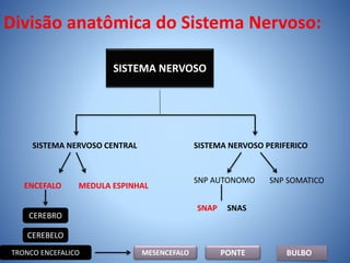 Divisão anatômica do Sistema Nervoso:
SISTEMA NERVOSO
SISTEMA NERVOSO CENTRAL SISTEMA NERVOSO PERIFERICO
ENCEFALO MEDULA ESPINHAL
CEREBRO
CEREBELO
TRONCO ENCEFALICO MESENCEFALO PONTE BULBO
SNP AUTONOMO SNP SOMATICO
SNAP SNAS
 