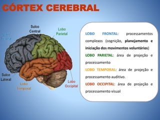 CÓRTEX CEREBRAL
LOBO FRONTAL: processamentos
complexos (cognição, planejamento e
iniciação dos movimentos voluntários)
LOBO PARIETAL: área de projeção e
processamento
LOBO TEMPORAL: área de projeção e
processamento auditivo.
LOBO OCCIPITAL: área de projeção e
processamento visual
 