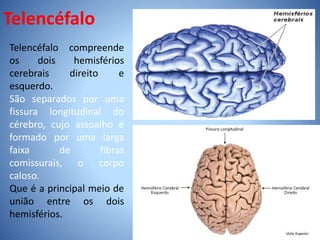 Telencéfalo
Telencéfalo compreende
os dois hemisférios
cerebrais direito e
esquerdo.
São separados por uma
fissura longitudinal do
cérebro, cujo assoalho é
formado por uma larga
faixa de fibras
comissurais, o corpo
caloso.
Que é a principal meio de
união entre os dois
hemisférios.
 