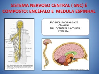 SISTEMA NERVOSO CENTRAL ( SNC) É
COMPOSTO: ENCÉFALO E MEDULA ESPINHAL
SNC- LOCALIZADO NA CAIXA
CRANIANA
ME- LOCALIZADA NA COLUNA
VERTEBRAL
 
