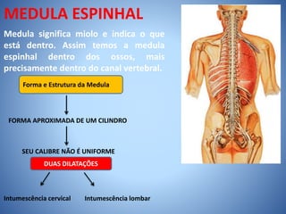 MEDULA ESPINHAL
Medula significa miolo e indica o que
está dentro. Assim temos a medula
espinhal dentro dos ossos, mais
precisamente dentro do canal vertebral.
Forma e Estrutura da Medula
FORMA APROXIMADA DE UM CILINDRO
SEU CALIBRE NÃO É UNIFORME
DUAS DILATAÇÕES
Intumescência cervical Intumescência lombar
 