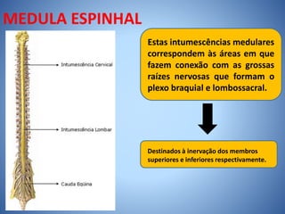MEDULA ESPINHAL
Estas intumescências medulares
correspondem às áreas em que
fazem conexão com as grossas
raízes nervosas que formam o
plexo braquial e lombossacral.
Destinados à inervação dos membros
superiores e inferiores respectivamente.
 