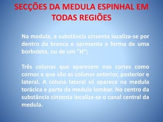 SECÇÕES DA MEDULA ESPINHAL EM
TODAS REGIÕES
Na medula, a substância cinzenta localiza-se por
dentro da branca e apresenta a forma de uma
borboleta, ou de um "H“;
Três colunas que aparecem nos cortes como
cornos e que são as colunas anterior, posterior e
lateral. A coluna lateral só aparece na medula
torácica e parte da medula lombar. No centro da
substância cinzenta localiza-se o canal central da
medula.
 