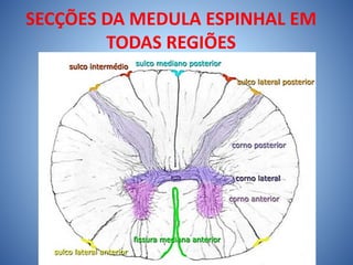 SECÇÕES DA MEDULA ESPINHAL EM
TODAS REGIÕES
 