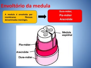 Envoltório da medula
A medula é envolvida por
membranas fibrosas
denominadas menínges.
Dura-máter,
Pia-máter
Aracnóide
 