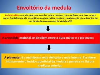 Envoltório da medula
A dura-máter e a mais espessa e envolve toda a medula, como se fosse uma luva, o saco
dural. Cranialmente ela se continua na dura-máter craniana, caudalmente ela se termina em
um fundo-de-saco ao nível da vértebra S2.
A aracnóide espinhal se dispõem entre a dura-máter e a pia-máter.
A pia-máter é a membrana mais delicada e mais interna. Ela adere
intimamente o tecido superficial da medula e penetra na fissura
mediana anterior.
 