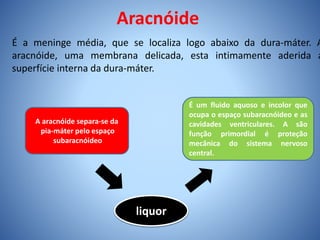Aracnóide
É a meninge média, que se localiza logo abaixo da dura-máter. A
aracnóide, uma membrana delicada, esta intimamente aderida a
superfície interna da dura-máter.
A aracnóide separa-se da
pia-máter pelo espaço
subaracnóideo
É um fluido aquoso e incolor que
ocupa o espaço subaracnóideo e as
cavidades ventriculares. A são
função primordial é proteção
mecânica do sistema nervoso
central.
liquor
 