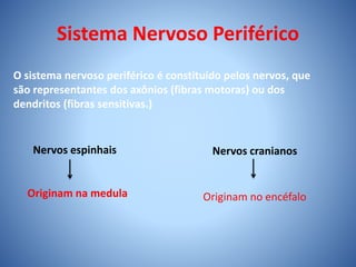 Sistema Nervoso Periférico
O sistema nervoso periférico é constituído pelos nervos, que
são representantes dos axônios (fibras motoras) ou dos
dendritos (fibras sensitivas.)
Nervos espinhais
Originam na medula
Nervos cranianos
Originam no encéfalo
 