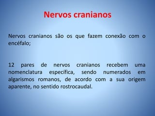 Nervos cranianos
Nervos cranianos são os que fazem conexão com o
encéfalo;
12 pares de nervos cranianos recebem uma
nomenclatura específica, sendo numerados em
algarismos romanos, de acordo com a sua origem
aparente, no sentido rostrocaudal.
 