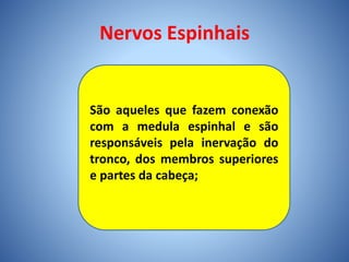 Nervos Espinhais
São aqueles que fazem conexão
com a medula espinhal e são
responsáveis pela inervação do
tronco, dos membros superiores
e partes da cabeça;
 