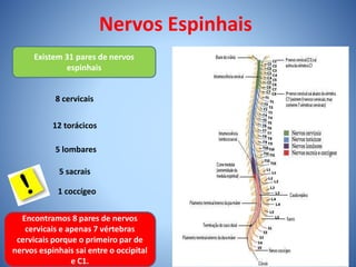 Nervos Espinhais
Existem 31 pares de nervos
espinhais
8 cervicais
12 torácicos
5 lombares
5 sacrais
1 coccígeo
Encontramos 8 pares de nervos
cervicais e apenas 7 vértebras
cervicais porque o primeiro par de
nervos espinhais sai entre o occipital
e C1.
 