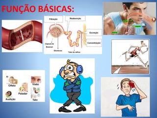 FUNÇÃO BÁSICAS:
 