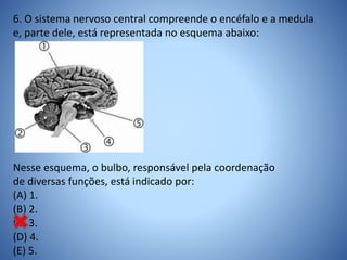 6. O sistema nervoso central compreende o encéfalo e a medula
e, parte dele, está representada no esquema abaixo:
Nesse esquema, o bulbo, responsável pela coordenação
de diversas funções, está indicado por:
(A) 1.
(B) 2.
(C) 3.
(D) 4.
(E) 5.
 