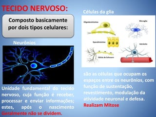 TECIDO NERVOSO:
Composto basicamente
por dois tipos celulares:
Neurônios
Unidade fundamental do tecido
nervoso, cuja função é receber,
processar e enviar informações;
estes, após o nascimento
Geralmente não se dividem.
Células da glia
são as células que ocupam os
espaços entre os neurônios, com
função de sustentação,
revestimento, modulação da
atividade neuronal e defesa.
Realizam Mitose
 