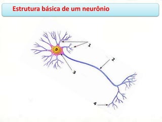 Estrutura básica de um neurônio
 