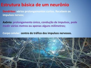Estrutura básica de um neurônio
Dendritos: vários prolongamentos curtos. Recebem os
impulsos nervos;
Axônio: prolongamento único, condução de impulsos, pode
medir vários metros ou apenas alguns milímetros;
Corpo celular: centro do tráfico dos impulsos nervosos.
 