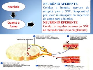 neurônio
Quanto a
forma
NEURÔNIO AFERENTE
Conduz o impulso nervoso do
receptor para o SNC. Responsável
por levar informações da superfície
do corpo para o interior.
NEURÔNIO EFERENTE
Conduz o impulso nervoso do SNC
ao efetuador (músculo ou glândula).
 