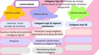 Comprehensive Overview of Connective Tissue Cells and Fibers in ...