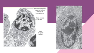 Comprehensive Overview of Connective Tissue Cells, Fibers, and Matrix ...