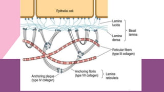 Comprehensive Overview of Connective Tissue Cells, Fibers, and Matrix ...