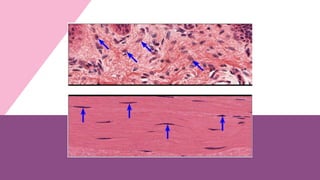 Comprehensive Overview of Connective Tissue Cells, Fibers, and Matrix ...