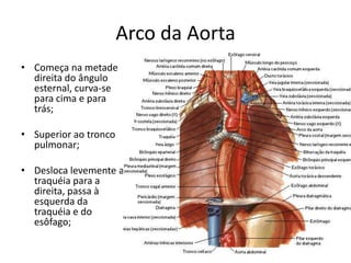 Arco da Aorta
• Começa na metade
  direita do ângulo
  esternal, curva-se
  para cima e para
  trás;

• Superior ao tronco
  pulmonar;

• Desloca levemente a
  traquéia para a
  direita, passa à
  esquerda da
  traquéia e do
  esôfago;
 