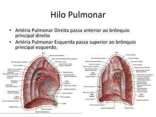 Hilo Pulmonar
• Artéria Pulmonar Direita passa anterior ao brônquio
  principal direito
• Artéria Pulmonar Esquerda passa superior ao brônquio
  principal esquerdo.
 