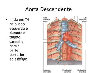 Aorta Descendente
• Inicia em T4
  pelo lado
  esquerdo e
  durante o
  trajeto
  caminha
  para a
  parte
  posterior
  ao esôfago.
 