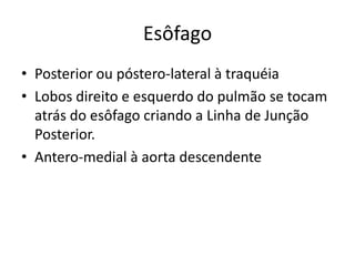 Esôfago
• Posterior ou póstero-lateral à traquéia
• Lobos direito e esquerdo do pulmão se tocam
  atrás do esôfago criando a Linha de Junção
  Posterior.
• Antero-medial à aorta descendente
 