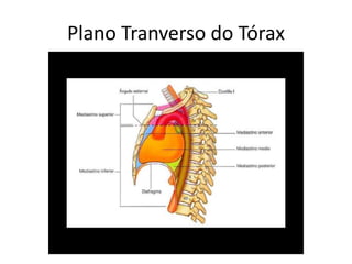 Plano Tranverso do Tórax
 