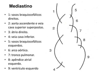 Mediastino
• 1: vasos braquiocefálicos
  direitos.
• 2: aorta ascendente e veia
  cava superior superpostas.
• 3: átrio direito.
• 4: veia cava inferior.
• 5: vasos braquiocefálicos
  esquerdos.
• 6: arco aórtico.
• 7: tronco pulmonar.
• 8: apêndice atrial
  esquerdo.
• 9: ventrículo esquerdo
 