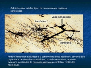 Astrócitos são células ligam os neurônios aos capilares 
sanguíneos 
Podem influenciar a atividade e a sobrevivência dos neurônios, devido à sua 
capacidade de controlar constituintes do meio extracelular, absorver 
excessos localizados de neurotransmissores e sintetizar moléculas 
neuroativas. 
 