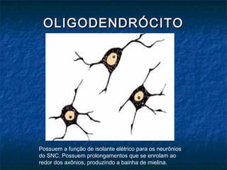 OOLLIIGGOODDEENNDDRRÓÓCCIITTOO 
Possuem a função de isolante elétrico para os neurônios 
do SNC. Possuem prolongamentos que se enrolam ao 
redor dos axônios, produzindo a bainha de mielina. 
 