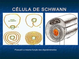 CCÉÉLLUULLAA DDEE SSCCHHWWAANNNN 
Possuem a mesma função dos oligodendrócitos 
 
