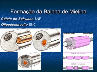 Formação ddaa BBaaiinnhhaa ddee MMiieelliinnaa 
CCéélluullaa ddee SScchhwwaannnn SNP 
OOlliiggooddeennddrróócciittoo SNC 
 
