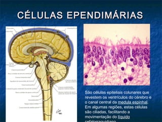 CCÉÉLLUULLAASS EEPPEENNDDIIMMÁÁRRIIAASS 
 
São células epiteliais colunares que 
revestem os ventrículos do cérebro e 
o canal central da medula espinhal. 
Em algumas regiões, estas células 
são ciliadas, facilitando a 
movimentação do líquido 
cefalorraquidiano. 
 