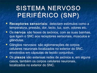 SISTEMA NERVOSO 
PERIFÉRICO (SNP) 
 Receptores sensoriais: detectam estímulos como a 
temperatura, pressão, dor, tacto, luz, som, odores etc. 
 Os nervos são feixes de axónios, com as suas bainhas, 
que ligam o SNC aos receptores sensoriais, músculos e 
glândulas. 
 Gânglios nervosos: são aglomerações de corpos 
celulares neuronais localizados no exterior do SNC, 
envolvidos em cápsulas de tecido conjuntivo. 
 Os plexos são extensas redes de axónios e, em alguns 
casos, também os corpos celulares neuronais, 
localizados no exterior do SNC. 
