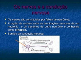 OOss nneerrvvooss ee aa ccoonndduuççããoo 
nneerrvvoossaa 
 OOss nneerrvvooss ssããoo ccoonnssttiittuuííddooss ppoorr ffeeiixxeess ddee nneeuurrôônniiooss.. 
 AA rreeggiiããoo ddee ccoonnttaattoo eennttrree aass tteerrmmiinnaaççõõeess nneerrvvoossaass ddee uumm 
nneeuurrôônniioo ee ooss ddeennddrriittooss ddee oouuttrroo nneeuurrôônniioo éé ccoonnhheecciiddaa 
ccoommoo ssiinnaappssee.. 
 SSeennttiiddoo ddaa ccoonndduuççããoo nneerrvvoossaa 
 