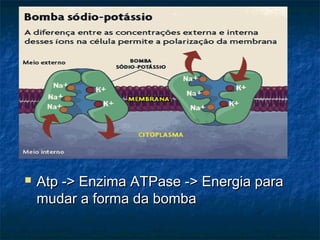  Atp -->> EEnnzziimmaa AATTPPaassee -->> EEnneerrggiiaa ppaarraa 
mmuuddaarr aa ffoorrmmaa ddaa bboommbbaa 
 